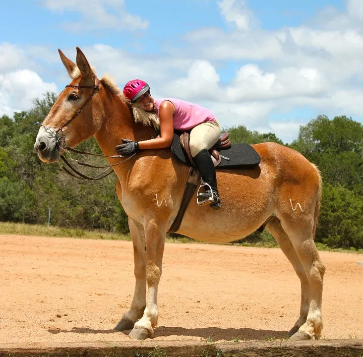 Scooby is AWESOME! He has been a pack mule in the Colorado Mountains, a therapy mule at a Texas Children’s home, and a Ranch and trail mule in the Chihuahua Mountains on the Mexico, Texas boarder